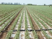 西峽縣農(nóng)田配方肥采購(gòu)項(xiàng)目